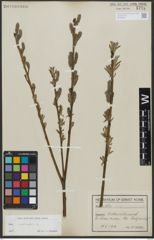 Foto von Salix viminalis L.